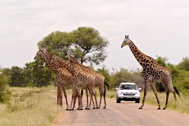 Parque Nacional Kruger en Sudáfrica