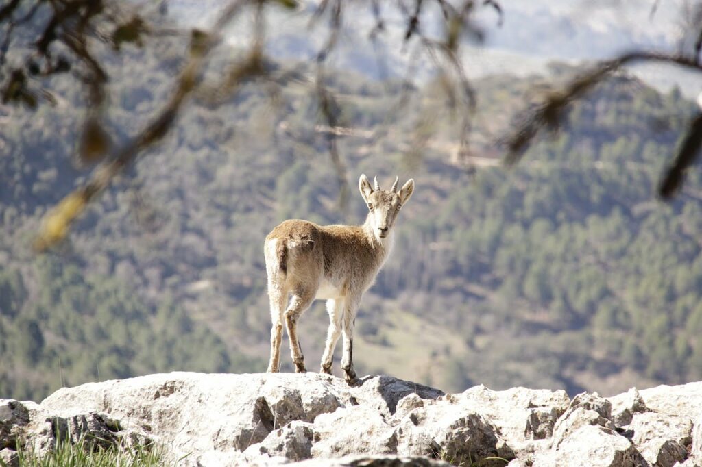 Parque Natural Sierra de Cazorla, Segura y Las Villas: Diversidad sin Fin