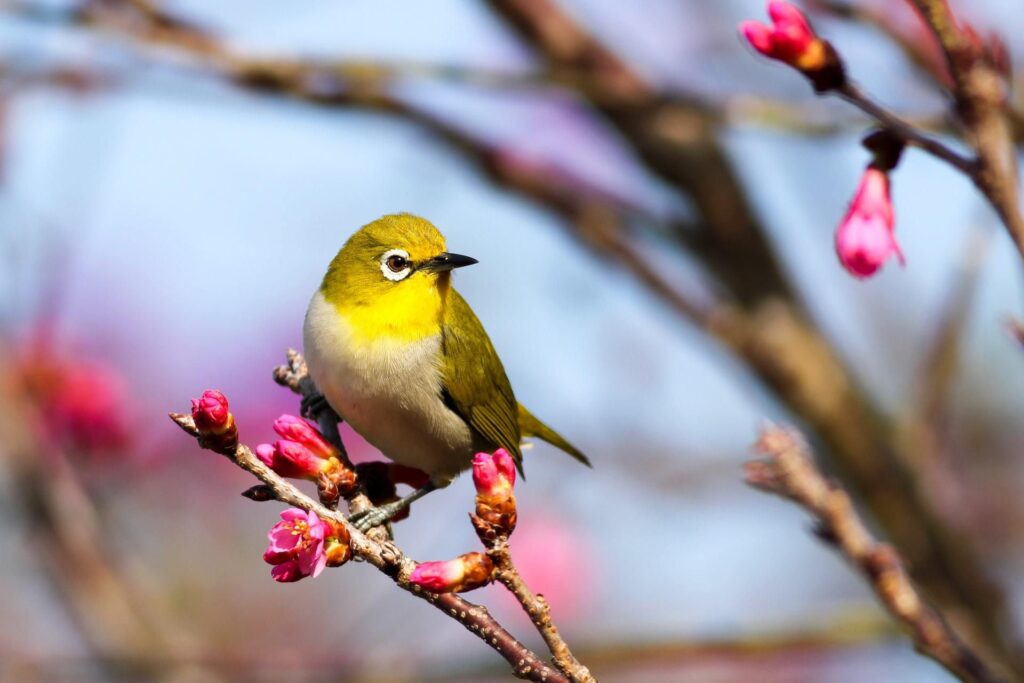 Top 10 de Aves que No Puedes Dejar de Fotografiar en tu Vida