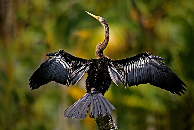 Anhinga Americana Hábitat y Curiosidades