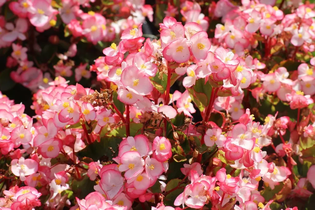 Cómo Cultivar Begonias y sus Cuidados