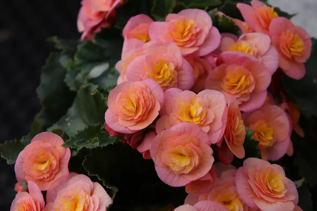 Cómo Cultivar Begonias y sus Cuidados