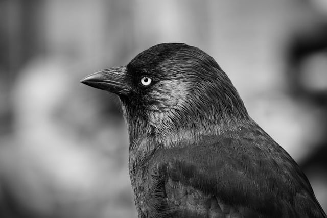 Explorando el Fascinante Mundo de las Aves