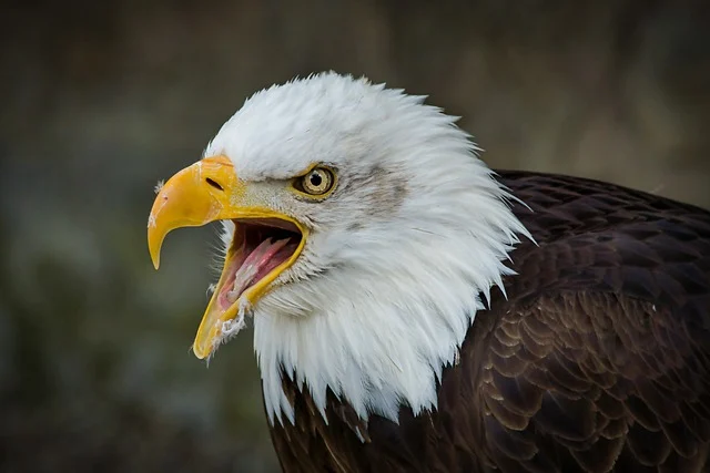 Explorando el Fascinante Mundo de las Aves