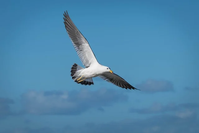 Explorando el Fascinante Mundo de las Aves