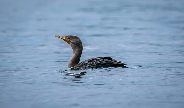 Explorando el Fascinante Mundo de las Aves