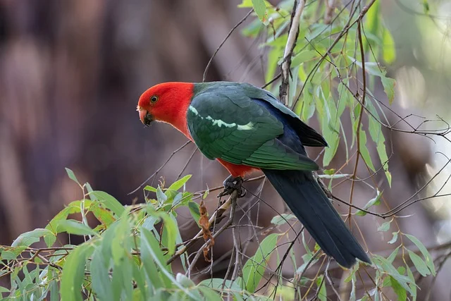 Papagayo Australiano Hábitat y Cuidados