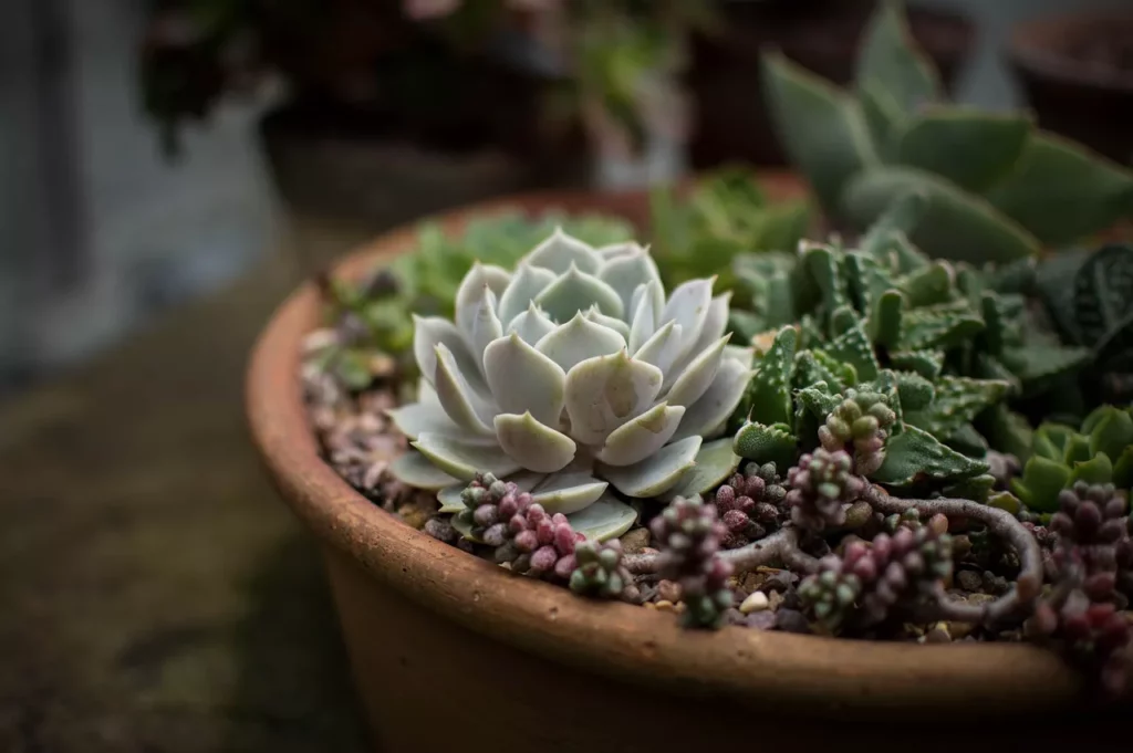 Secretos de la Jardinería Cómo Cultivar Plantas en Macetas