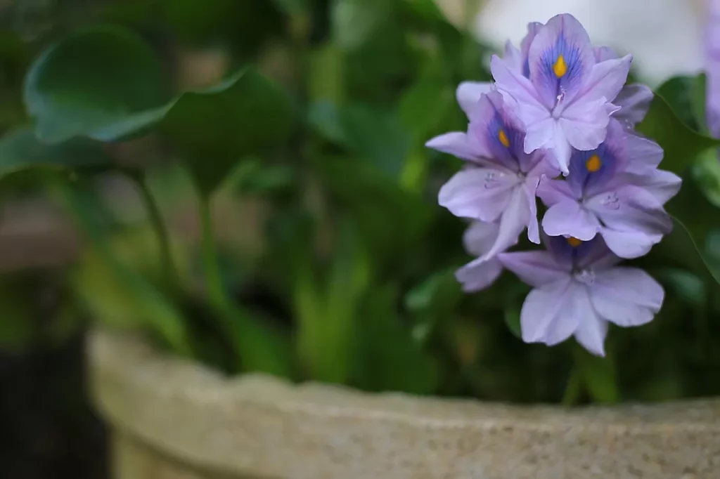 Secretos de la Jardinería Cómo Cultivar Plantas en Macetas