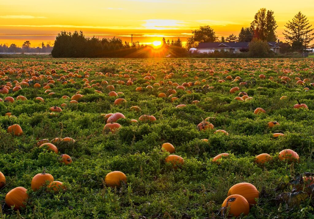 El Enigma de Halloween y las Calabazas